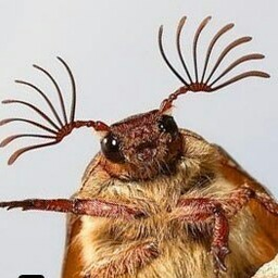feliroko