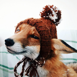 acherfox