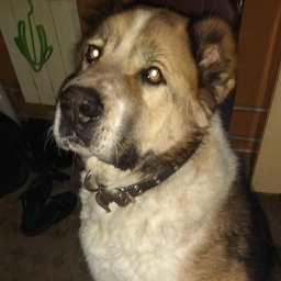 Arahnochka