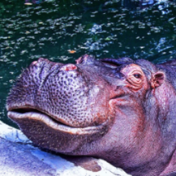 Профсоюзная бегемот. Нильский Бегемот. Hippopotamus amphibius. Европейский гиппопотам. Бегемот или гиппопотам.