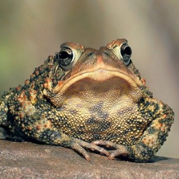 Rotatcod