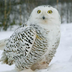 CrezyOwl
