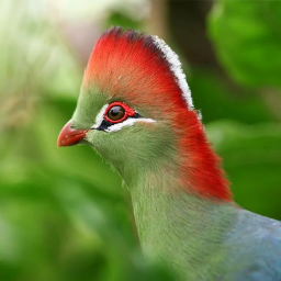 Tauraco