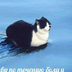 missKatyara