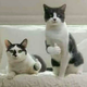 ������ ������������ Pymxe