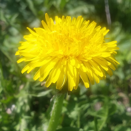 Djata