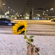 ������ ������������ kiiordan