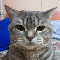 Blooderino