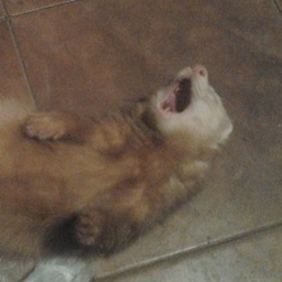 CrezyFerret