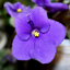 fialka27