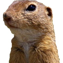 karamelnydvizh
