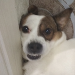 Bobbix