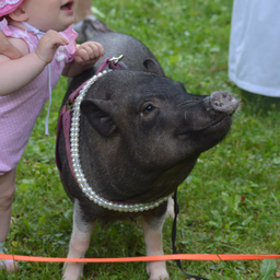 Minipig.club