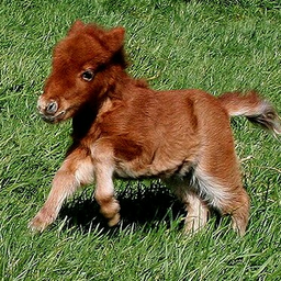 HappyPony22