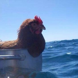 SeaChicken