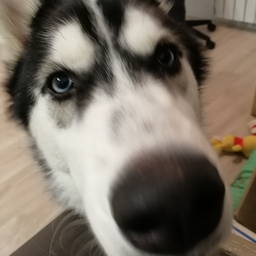 RenKit