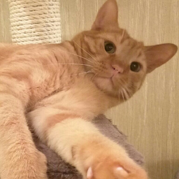 eithenein