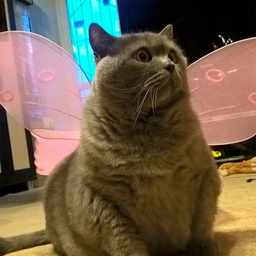 PonPom