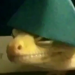 shikshik228