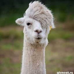 VanLama