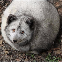 Polarfuchs