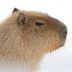 thecapybara69