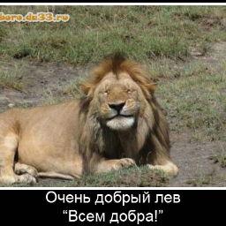 ALEXSHAI59