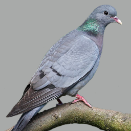 Sehvana