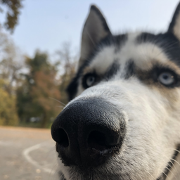 AniKuzya