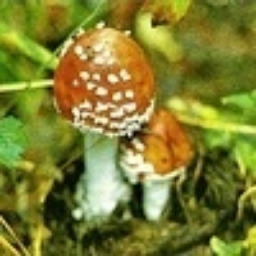 paruhapok