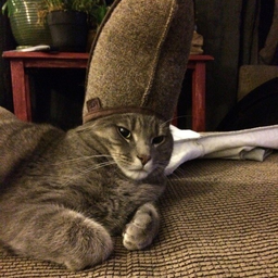 Meowmir