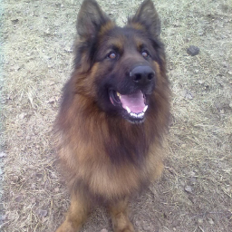 Tertia