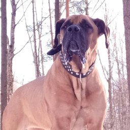 boerboelll