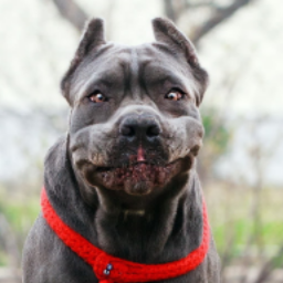 Dogfan