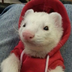 FerretGamesInt