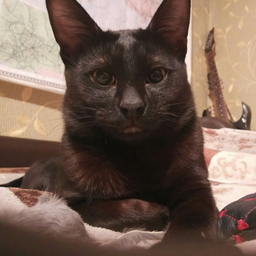 toshka4666