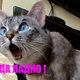 ������ ������������ IRBISGARPIA