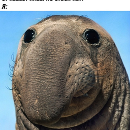 Sosiska45kilo