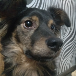 AnikiKiki