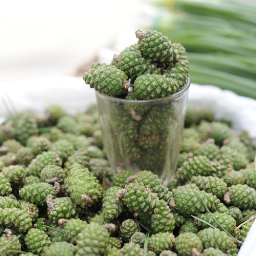 PinusRelictus