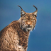 lynx3