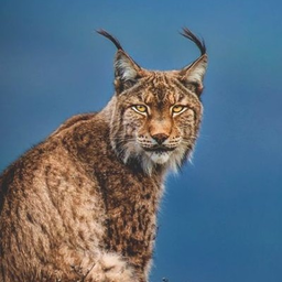 lynx3