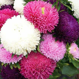 asteraceae