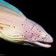 ������ ������������ Muraenidae