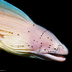 Muraenidae