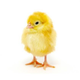 ������ ������������ pick.picka1