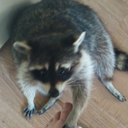 Gans.36RUS
