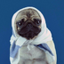 Pug2000