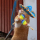 ������ ������������ MisterMaracas