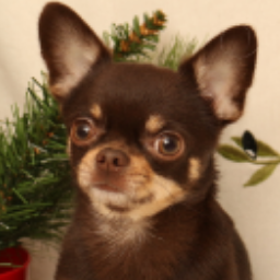 cleverchihuahua